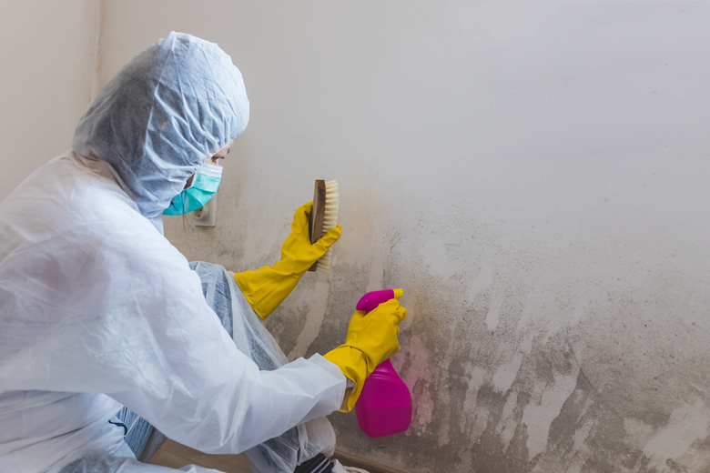Vyntage Mold: Expert Mold Removal and Prevention in Pembroke Pines, FL